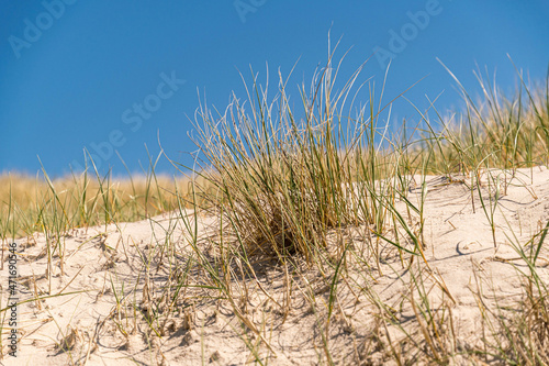 Sand dune with dune grass for fixing