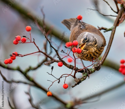 Thrush eats rowan berries