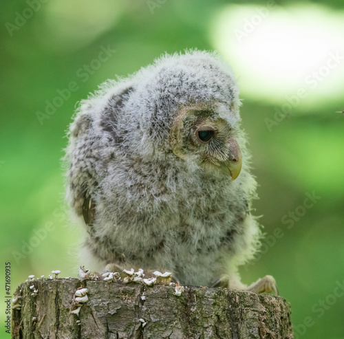 A long-tailed owl chick sits on a tree stump