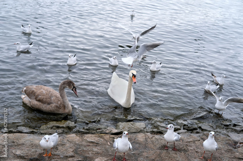 white swan, Cygnus, gray swan, mute swan, Cygnus olor, anseriformes of duck family swims among seagulls in lake Lucerne in switzerland, concept of fauna of urban water bodies, feeding of wild animals