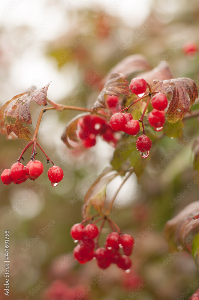 red viburnum berries hang on a branch in autumn with raindrops, with a blurred background, in a vertical format