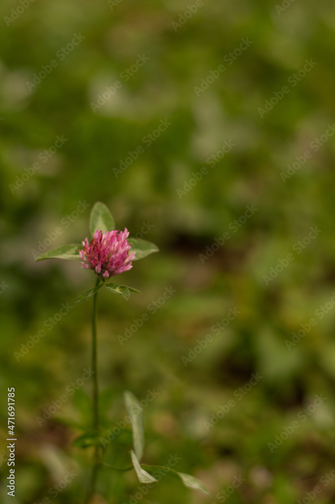 Obraz premium pink clover flower on a blurry green background