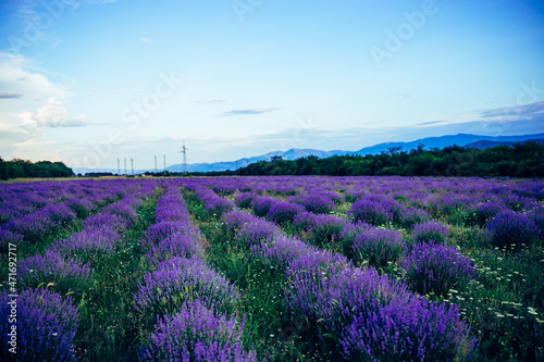 Beautiful big lavender field in Bulgaria. Purple background field. Violet flowers blooming. Amazing nature shot. High quality photo