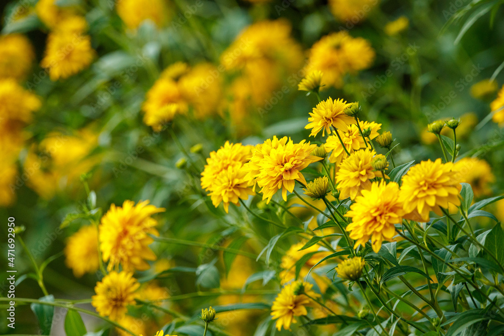 yellow garden flowers on green blur background yellow garden flowers on green blur background