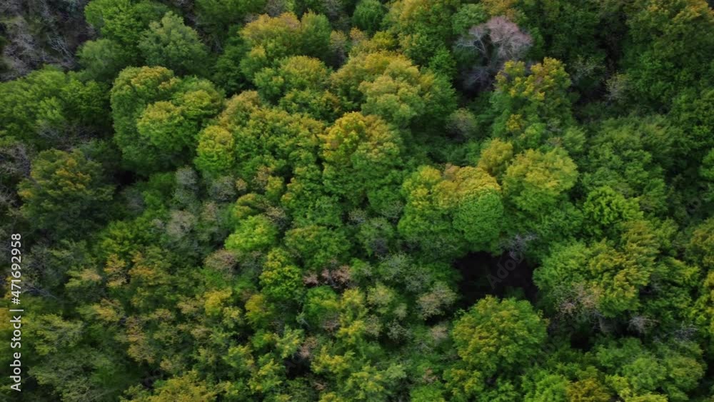 Early spring in forest aerial top view, countryside woodland, Drone zoom out oak tree above colorful texture in nature. High quality 4k footage Early spring in forest aerial top view, countryside woodland, Drone zoom out oak tree above colorful texture in nature. High quality 4k footage