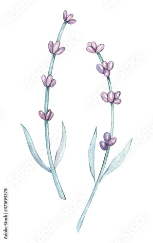 Watercolor lilac Provence Lavender flowers. Isolated on white background floral illustration. For baby doll clothes, wear, birthday, valentine cards, linen, wrapping, wallpaper, home decor textile.