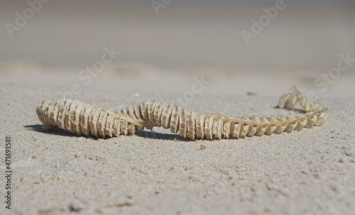 Close up of the egg casing of a whelk on the beach