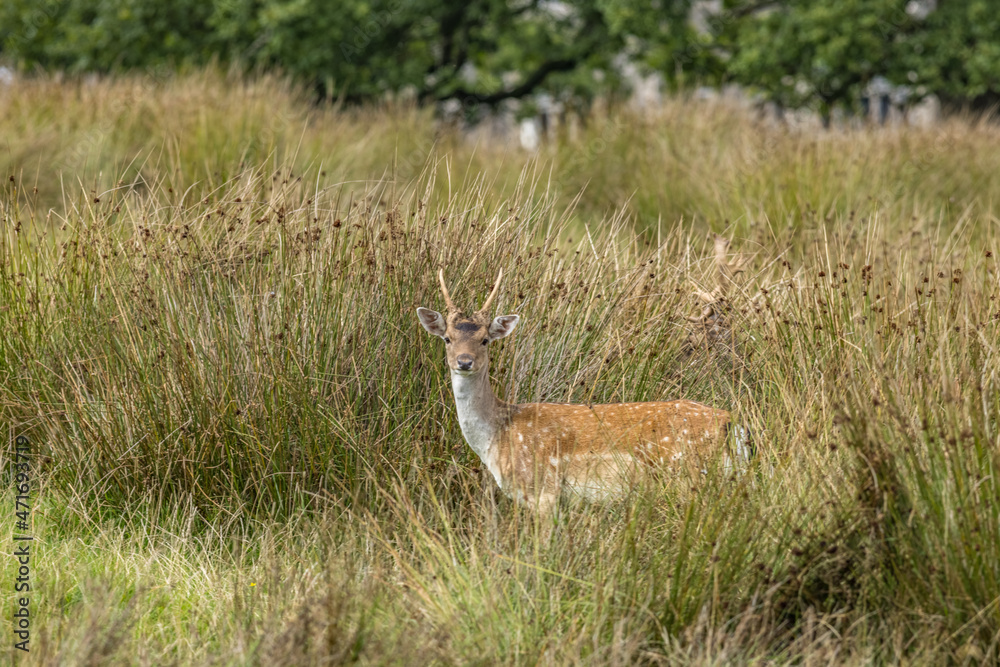 Deer in Crom Estate, Upper Lough Erne, County Fermanagh, Northern Ireland Deer in Crom Estate, Upper Lough Erne, County Fermanagh, Northern Ireland
