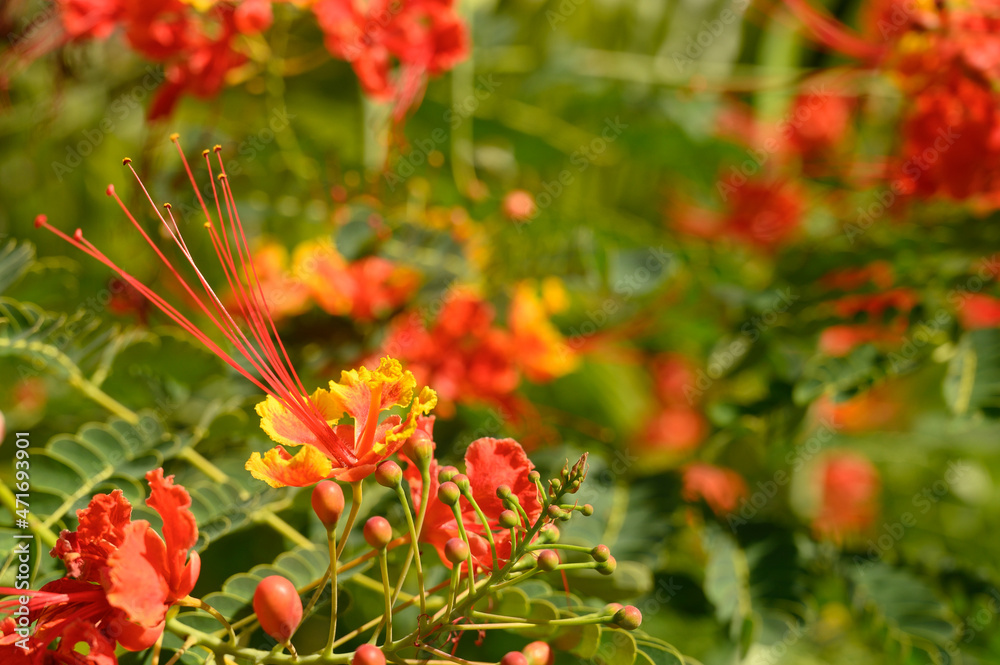 Perfect bloom in carribbean island on green backround. Perfect bloom in carribbean island on green backround.