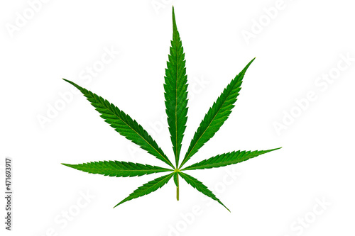 Green Cannabis leaf. Hemp leaf isolated on white background.