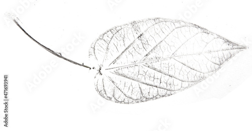 a leaf printed on paper