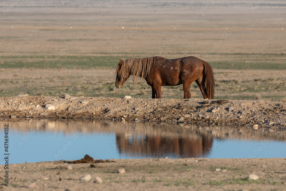 Wild Horse Stallion Reflected in a Utah Desert Waterhole Wild Horse Stallion Reflected in a Utah Desert Waterhole