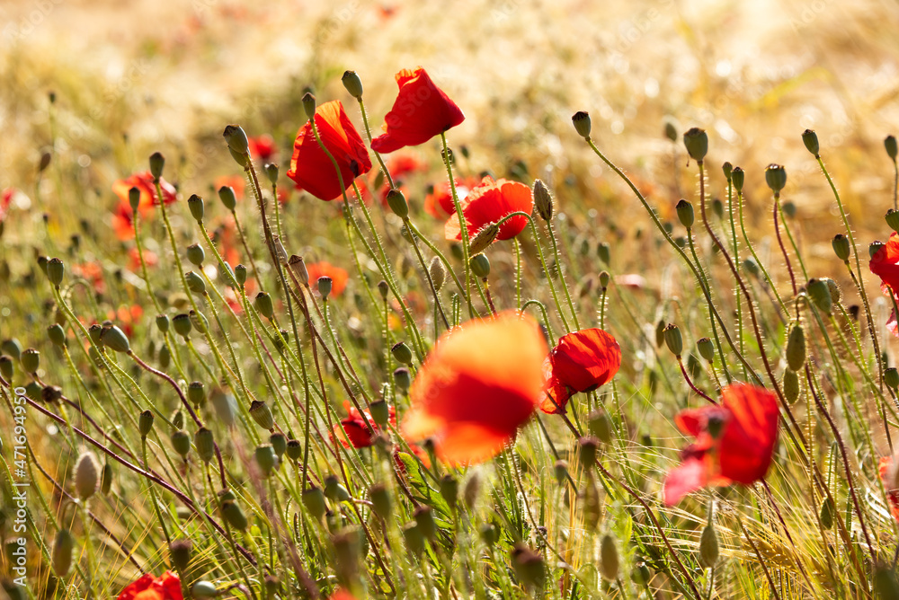 Naklejka premium Beautiful meadow with wild poppy flowers and yellow grass in summer