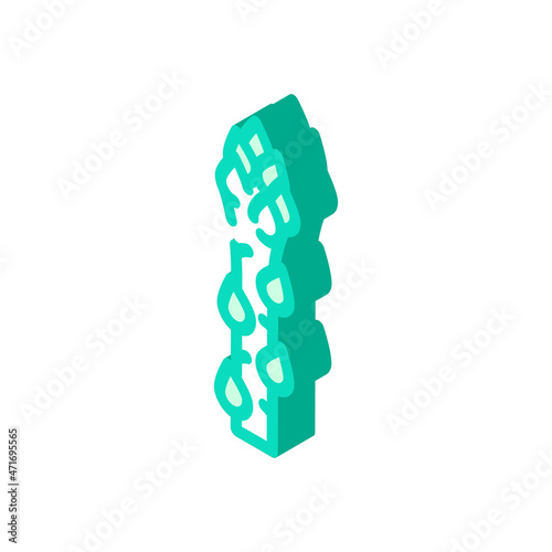 asparagus plant isometric icon vector. asparagus plant sign. isolated symbol illustration