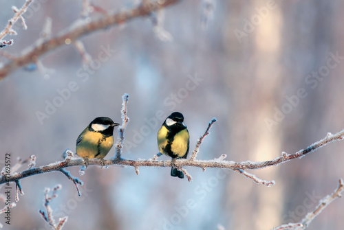 two chickadee birds are sitting on the branches in the winter garden covered ...