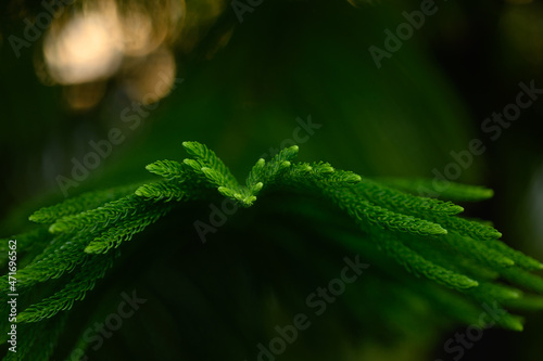Evergreen araucaria tree. Natural green needles and leaves. © ALEKSEI