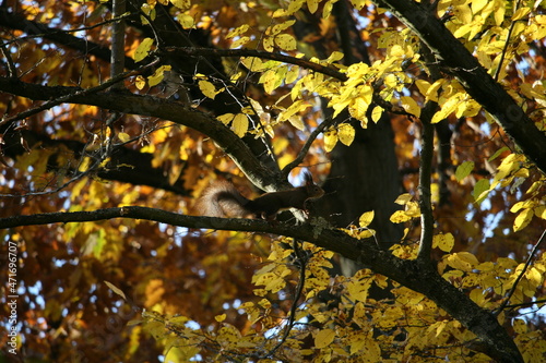 Squirrel sitting on a tree