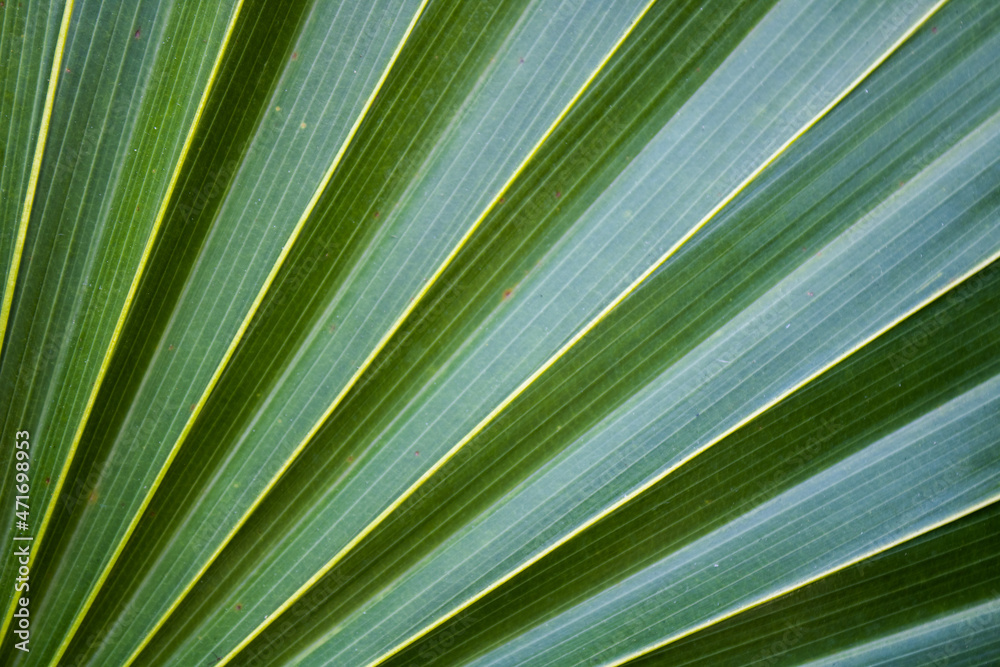 Zielone tropikalne liście  - obrazy, fototapety, plakaty 