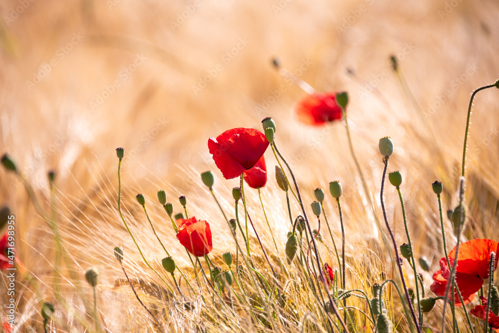 Fototapeta premium Beautiful meadow with wild poppy flowers and yellow grass in summer