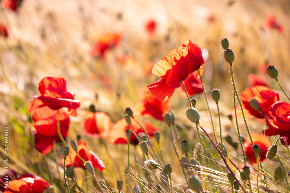 Naklejka premium Beautiful meadow with wild poppy flowers and yellow grass in summer