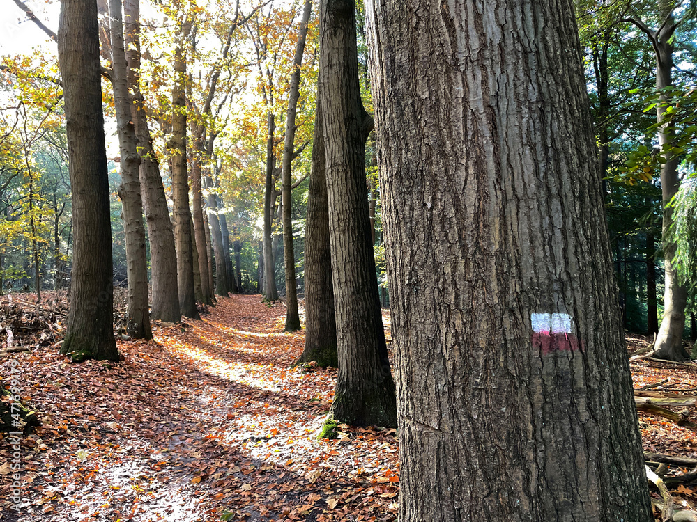 Pieterpad sign on a tree at the autumn forest at Eelerberg
