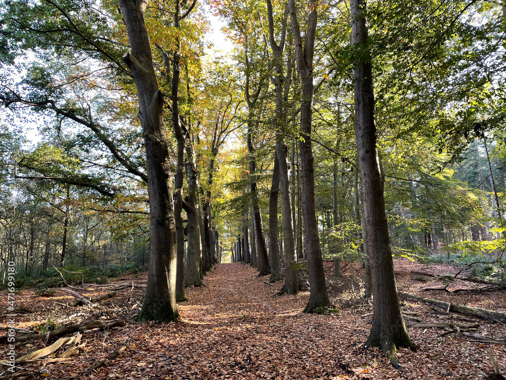 Autumn forest at Eelerberg