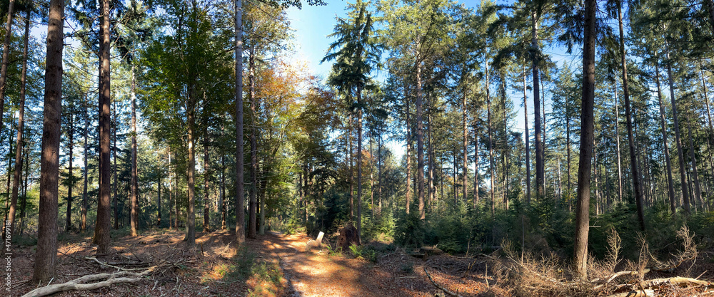 Panorama from the autumn forest at Eelerberg