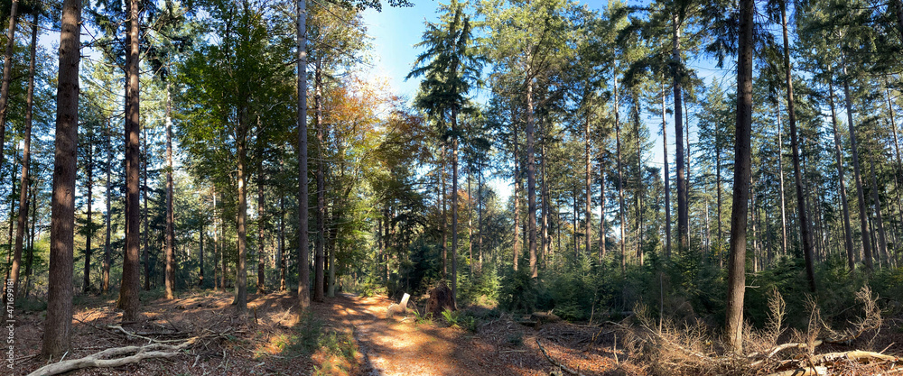 Panorama from the autumn forest at Eelerberg Panorama from the autumn forest at Eelerberg
