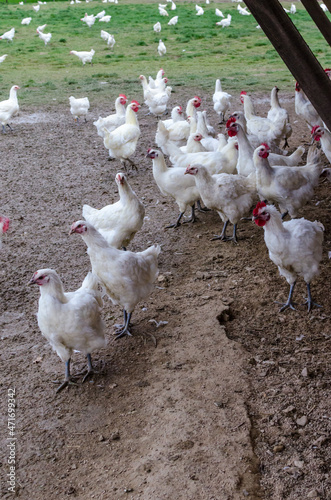 élevage de poules en plein air photo