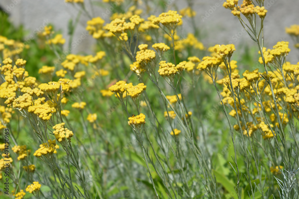 Obraz premium Italian everlasting flowers