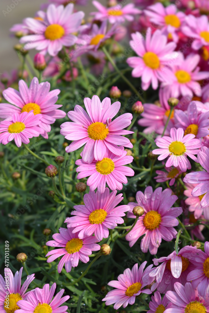 Pink Marguerite daisy Pink Marguerite daisy