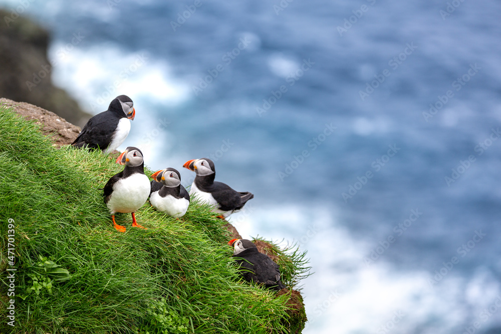 Puffin of the Faroe Islands