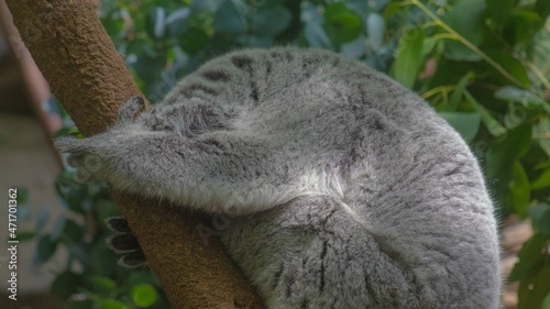 Photography Sleeping Koala