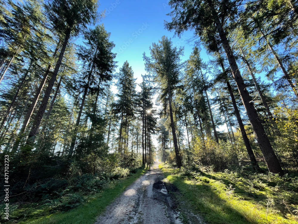 Obraz premium Forest at the sallandse heuvelrug