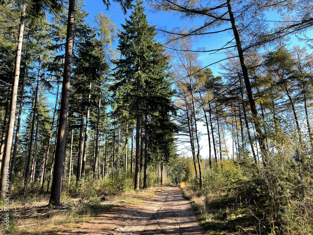 Fototapeta premium Path through the forest at the sallandse heuvelrug