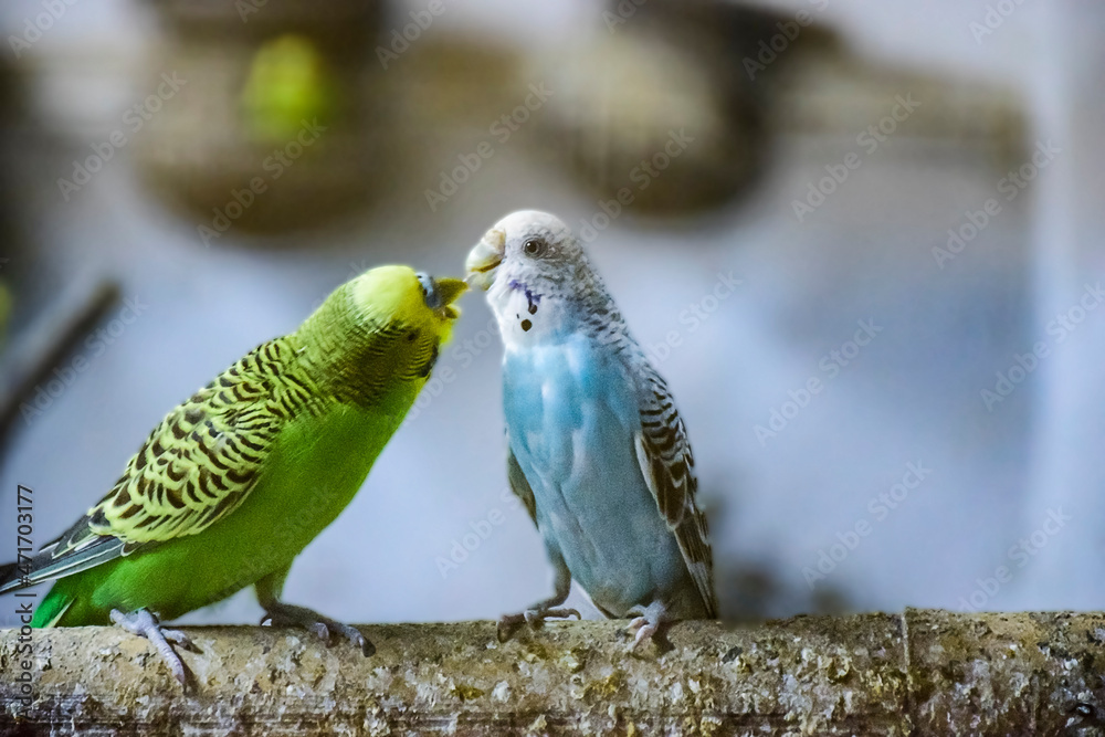 Fototapeta premium A pair of love bird sitting in emotion.