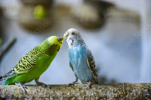 A pair of love bird sitting in emotion. photo