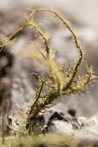 lichen © Gabriel
