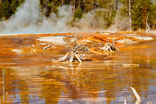 Bacterial Mat at the Lower Geyser Basin in Yellowstone National Park photo