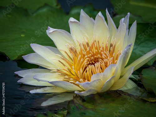 Fototapeta Naklejka Na Ścianę i Meble -  water lily in the pond