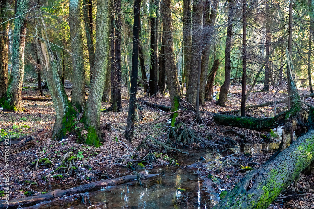 Obraz premium mossy forest in a nature reserve