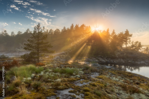 Outstanding landscape of northern nature. The sun's rays in the fog pass through the forest and highlight the branches of a lonely pine. Rocks and moss in the foreground. Archipelago. Karelia