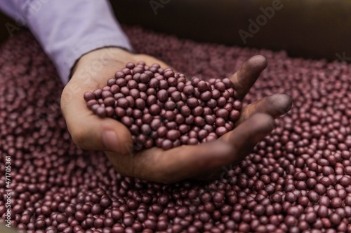 Hands holding transgenic soy prepared to be planted on the farm.