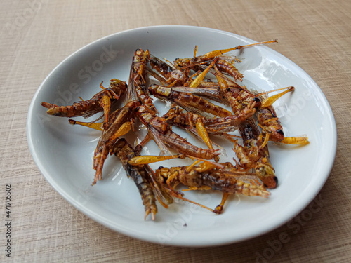 Fried grasshopper, from species Valanga nigricornis or Javanese grasshopper. photo