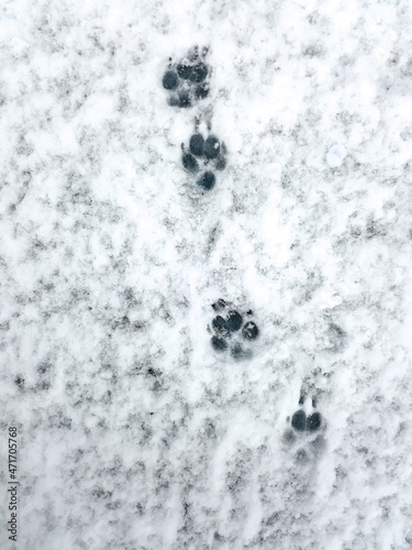 Fototapeta Naklejka Na Ścianę i Meble -  Dog footprints on loose wet snow. First snow.