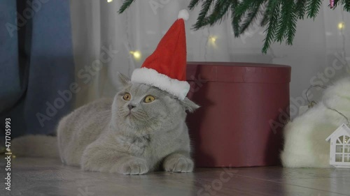 Little curious kitty in red Santa Claus hat among spruce branches and red New Year's toys. British cat with Christmas and New Year decorations.
