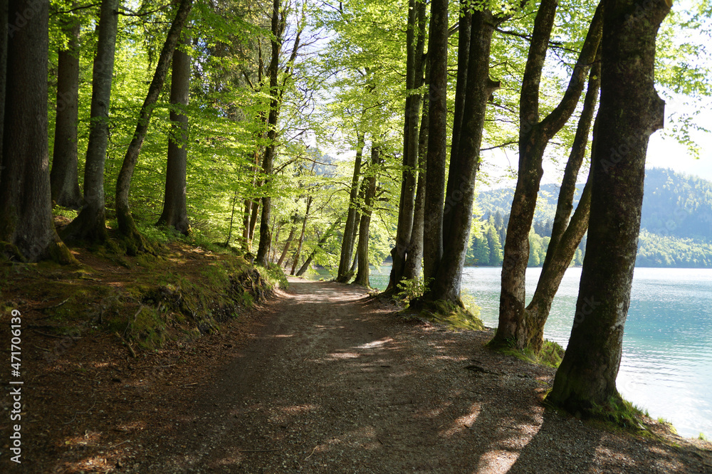 a hiking tral in the woods leading along alpine lake Alpsee in the Bavarian Alps on a warm sunny day in April in Hohenschwangau village (Schwangau, Fuessen, Bavaria, Germany) a hiking tral in the woods leading along alpine lake Alpsee in the Bavarian Alps on a warm sunny day in April in Hohenschwangau village (Schwangau, Fuessen, Bavaria, Germany)