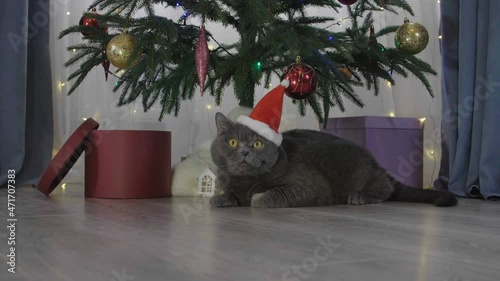 Big grey lazy cat in red Santa Claus hat among spruce branches and red Christmas toys. British cat with Christmas and New Year decorations.