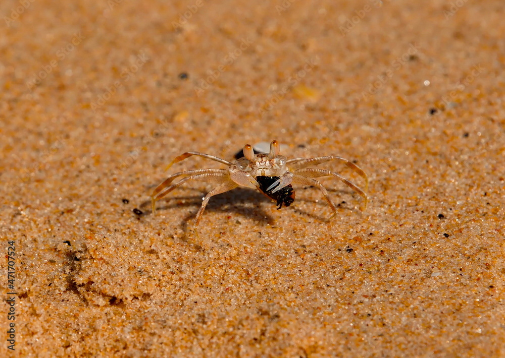 West Africa. Senegal. A tiny sand crab, measuring no more than one centimeter, on the city beach of the resort village of Ngaparou.