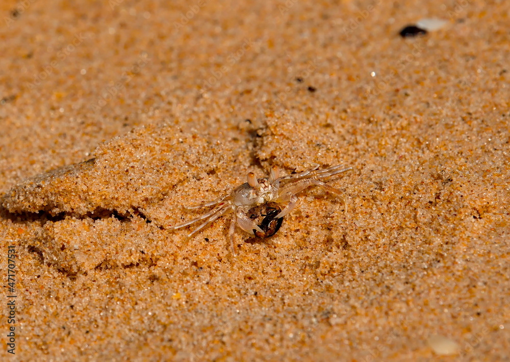 West Africa. Senegal. A tiny sand crab, measuring no more than one centimeter, on the city beach of the resort village of Ngaparou. West Africa. Senegal. A tiny sand crab, measuring no more than one centimeter, on the city beach of the resort village of Ngaparou.